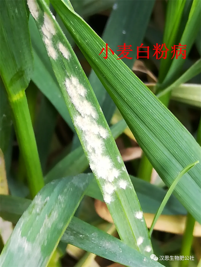 小麥抽穗揚(yáng)花期“一噴多防”你做了嗎？